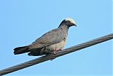 White-crowned Pigeonborder=